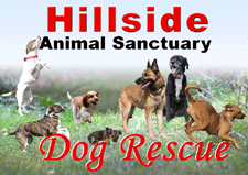 Hillside Animal Dog Rescue Hillside Animal Dog Rescue