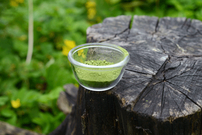 Organic Matcha Green Tea Powder in the forest