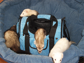 Celltei Pak-o-Small pet carrier for small animals Celltei Pak-o-Small pet carrier for small animals